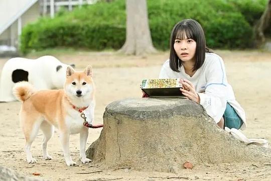 《今日份的散步》全集剧情分集介绍