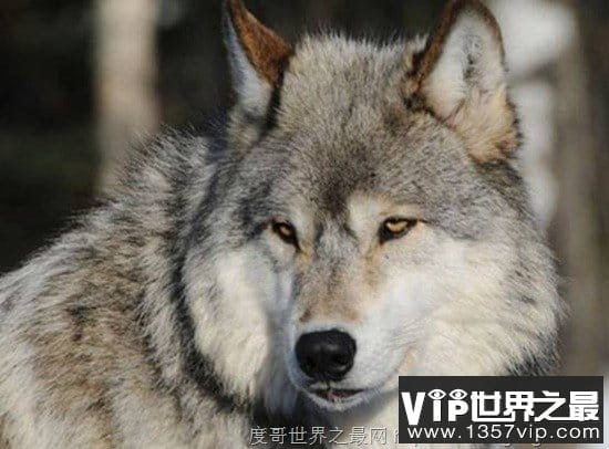 世界上最大的野生犬科动物，小瀑布山狼(体长1.5米/重80斤)