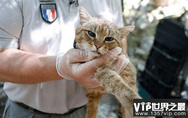 法国猫科新物种 中国网友：这不是我家大橘猫吗