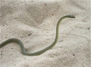 玻璃蛇:蛇中极品神奇而恐怖