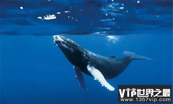 世界上最大的动物阴茎：蓝鲸阴茎长度超1.8米