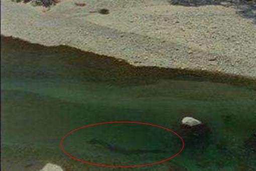 青海湖发现一条真龙是真的吗?